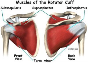 shoulder-article
