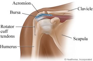 Shoulder Structure